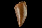 Serrated, Raptor Tooth - Real Dinosaur Tooth #133410-1